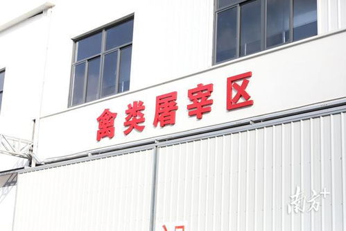 粵西最大批發(fā)屠宰市場(chǎng)在麻章開業(yè)，打造“批發(fā)+屠宰+物流”產(chǎn)業(yè)新標(biāo)桿